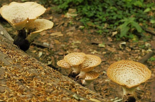 Gruppo di funghi