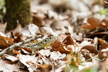 an small lizard