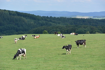 Eifel in Germany with cows