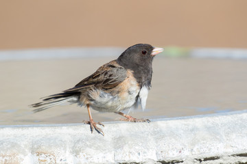 Male Dark-eyed Junco (Junco hyemalis) perches on a backyard bird bath. Juncos are members of the sparrow family of small birds.