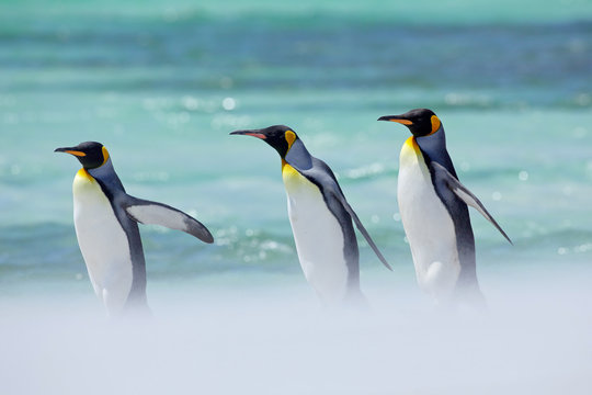Penguins in the sea. Ocean wildlife. Sunny day with penguin. Group of four King penguins, Aptenodytes patagonicus, going white snow to sea, Falkland Islands. Three bird in the snow, ocean walking.