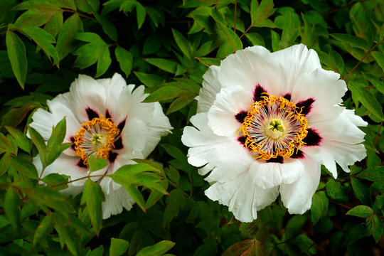 White flower Paeonia japonica, a herbaceous (soft-stemmed) peony. Beautiful bloom of flower. Japanese Peony