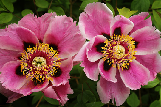 Pink flower Paeonia japonica, a herbaceous (soft-stemmed) peony. Beautiful bloom of flower. Japanese Peony