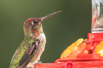 Male Anna's Hummingbird (Calypte anna) perched on and feeding from a backyard bird feeder.