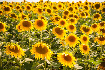 Sunflower flower closeup on the field