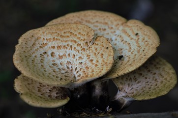 Gruppo di quattro funghi