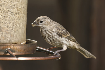 Female Pine Siskin (Spinus pinus), beautifully lit by studio strobes, feeds at a backyard bird feeder, Pine Siskins are members of the finch family of small birds.