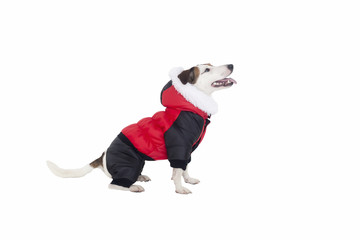 Jack Russell clothing on isolated background © vilma3000