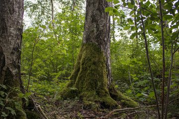 Old tree overgrown with moss 