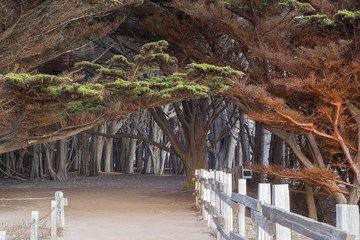 Pathway to the Cypress Grove. Fitzgerald Marine Reserve, San Mateo County, California, USA.