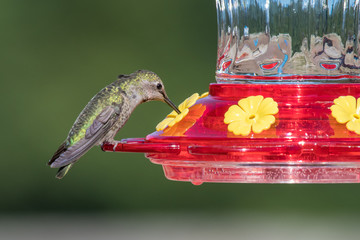 Female Anna's Hummingbird (Calypte anna) sipping sugar water from a backyard hummingbird feeder. © Phil Lowe