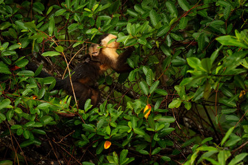 Monkey with young. Black monkey hidden in the tree branch in the dark tropic forest. Monkey White-headed Capuchin, Cebus capucinus. Animal in nature habitat, wildlife of Costa Rica. Cub and mother.