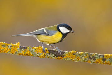 Garden bird Great Tit, Parus major, black and yellow songbird sitting on the nice lichen tree branch, Czech. Bird in nature. Spring tit with beautiful morning light.