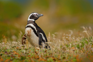 Magellan penguin in the grass, Falkland Island, wildlife scene.