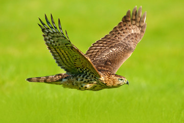 Fototapeta premium Flying bird of prey Goshawk, Accipiter gentilis, with yellow summer meadow in the background, bird in the nature habitat, action scene, Sweden. Wildlife scene from nature. Animal in the wood.