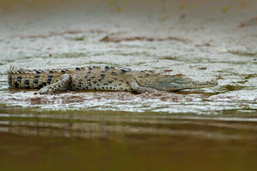 Crocodile in the water with evening sun. Crocodile from Costa Rica. Caiman in the water, Tarcoles river, Carara, Costa Rica. Danger animal the water. Animal near the river.