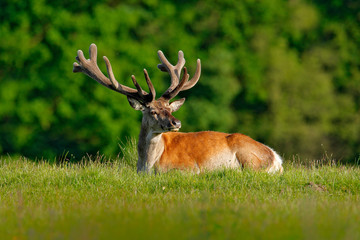 Bellow majestic powerful adult red deer stag in autumn forest during rut, Dyrehave, Denmark. Wildlife scene from nature. Deer in the wild, running in the grass, forest background. Red deer in forest.