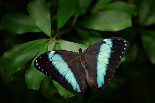 Beautiful insect in the nature habitat, wildlife scene. Butterfly in the green forest in Colombia, Central America. Blue butterfly. Morpho achilles, big butterfly sitting on green leaves