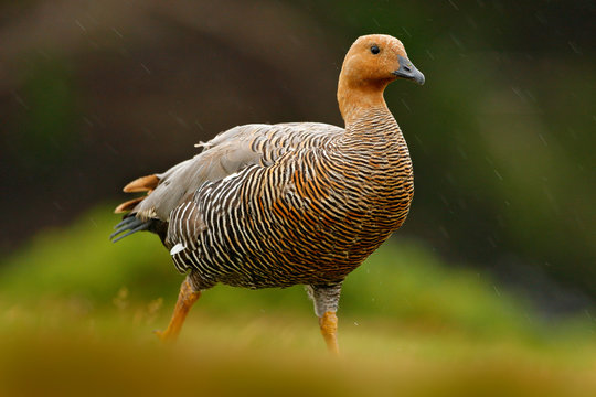 Chloephaga hybrida, Kelp goose, is a member of the duck, goose. It can be found in the Southern part of South America; in Patagonia, Tierra del Fuego, and the Falkland Islands.