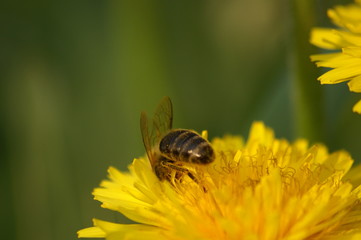 Bee