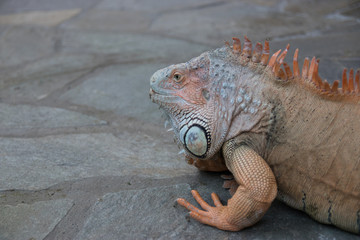 Iguana 