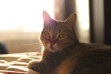 Sunset cat