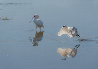 Spoonbill.  white or pinkish wading bird related to ibises, having a long bill with a very broad flat tip.   . Snowy egret  .related to ibises, having a long bill with a very broad flat tip..  