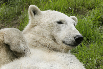 Portret van ijsbeer op de rug.