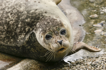 Zeehond kijkt je aan.