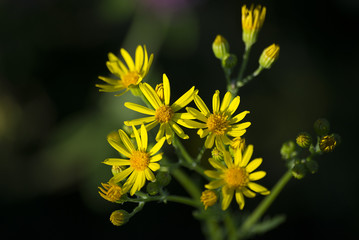 flower plant on blurred background