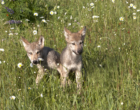 Two Playful Wolf Puppies