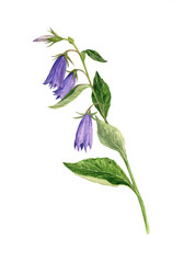 watercolor drawing bell flowers