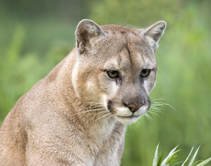 Intense cougar stare