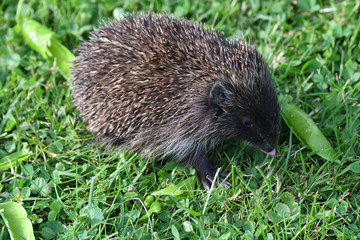 wildlife hedgehog eats on the grass