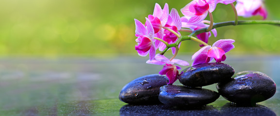 Fototapeta na wymiar Black spa stones and pink orchids. Wellness background.
