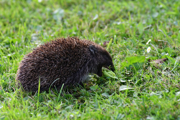wildlife hedgehog eats on the grass