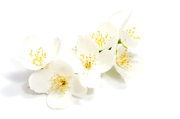 Jasmine flower isolated on white background. close up