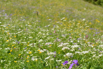 Bavarian Alps with flowers
