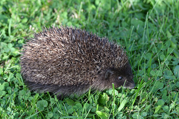 wildlife hedgehog eats on the grass
