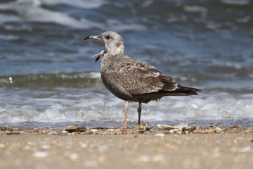 Juvenile Greater Black-backed Gull By The Ocean