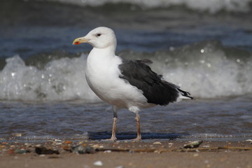 Adult Greater Black-backed Gull By The Ocean