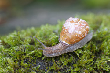 Snail over green lichens and moss 