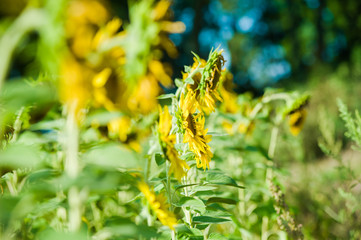 Sunflowers field