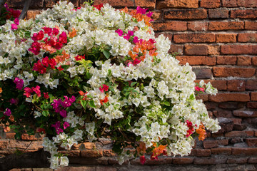Flowers on the wall