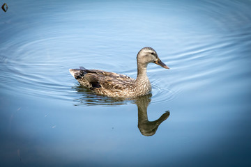Hen Mallard swimming on a river.  