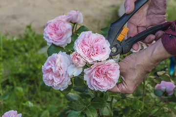 gardening concept/hand with sekator cutting the rose flowers
