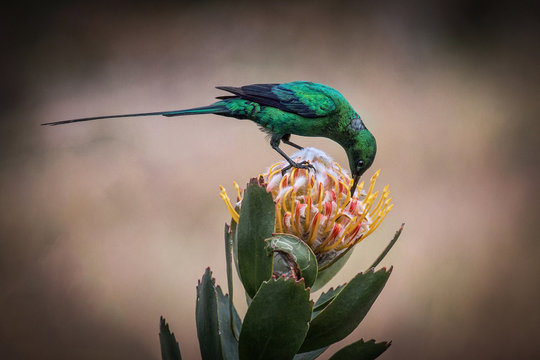 Malachite Sunbird