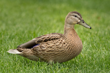 Close up of a female mallard duck on lush green grass