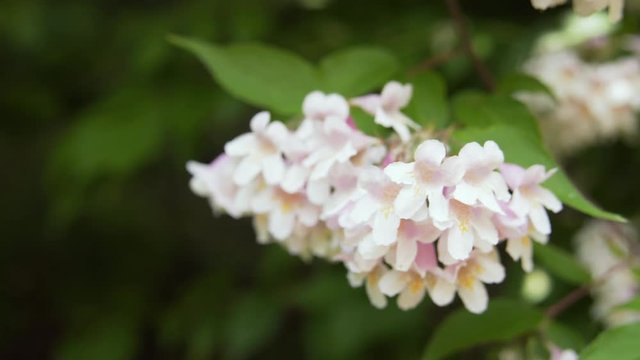 White Jasmine flowers on tree.