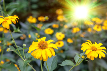 Summer yellow flowers under bright sullight